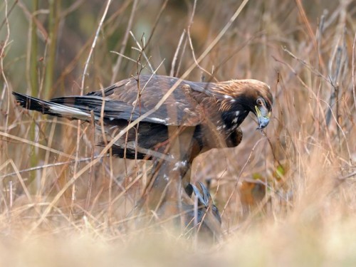 Orzeł przedni (ang. Golden Eagle, łac. Aquila chrysaetos) - 5747- Fotografia Przyrodnicza - WlodekSmardz.pl