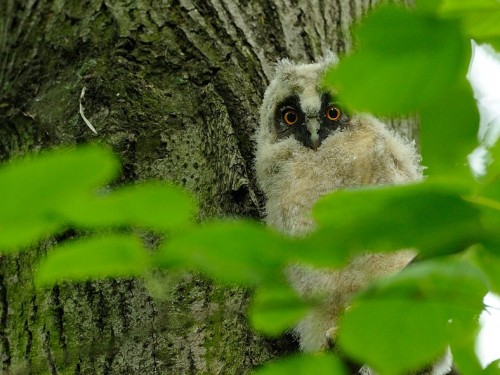 Uszatka (ang. Long-eared Owl, łac. Asio otus) - 7169- Fotografia Przyrodnicza - WlodekSmardz.pl