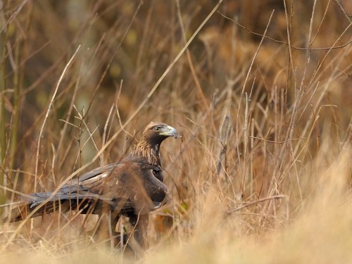 Orzeł przedni (ang. Golden Eagle, łac. Aquila chrysaetos) - 5758- Fotografia Przyrodnicza - WlodekSmardz.pl