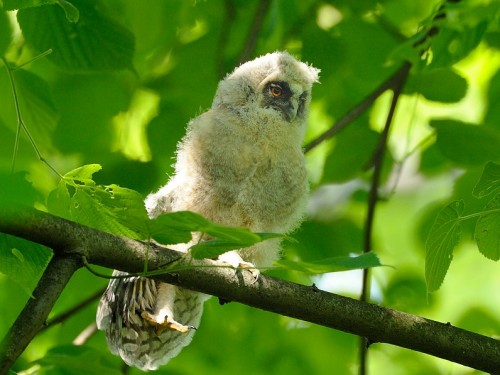 Uszatka (ang. Long-eared Owl, łac. Asio otus) - 7305- Fotografia Przyrodnicza - WlodekSmardz.pl