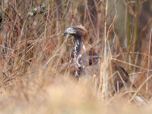 Orzeł przedni (ang. Golden Eagle, łac. Aquila chrysaetos) - 5729- Fotografia Przyrodnicza - WlodekSmardz.pl