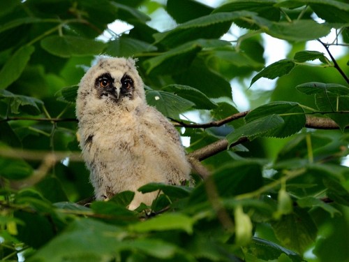 Uszatka (ang. Long-eared Owl, łac. Asio otus) - 7700- Fotografia Przyrodnicza - WlodekSmardz.pl