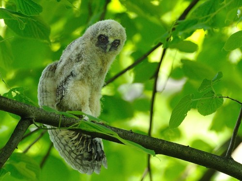 Uszatka (ang. Long-eared Owl, łac. Asio otus) - 7578- Fotografia Przyrodnicza - WlodekSmardz.pl