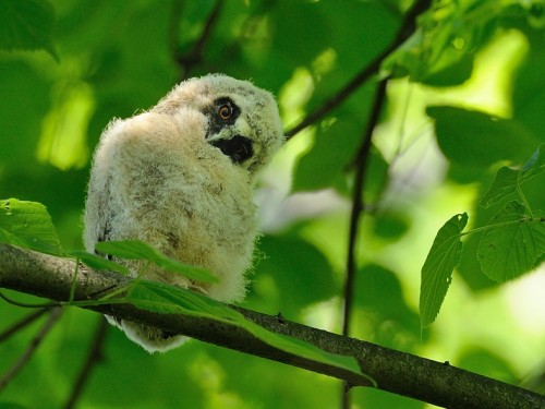 Uszatka (ang. Long-eared Owl, łac. Asio otus) - 7226- Fotografia Przyrodnicza - WlodekSmardz.pl