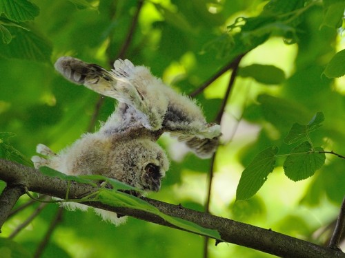Uszatka (ang. Long-eared Owl, łac. Asio otus) - 7598- Fotografia Przyrodnicza - WlodekSmardz.pl