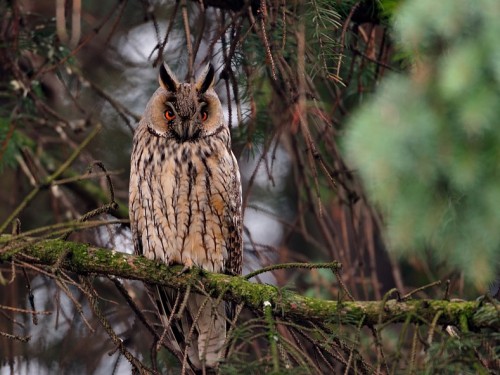 Uszatka (ang. Long-eared Owl, łac. Asio otus) - 1398- Fotografia Przyrodnicza - WlodekSmardz.pl