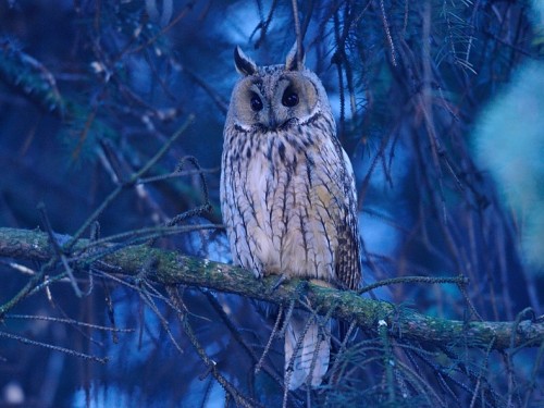 Uszatka (ang. Long-eared Owl, łac. Asio otus) - 1346- Fotografia Przyrodnicza - WlodekSmardz.pl