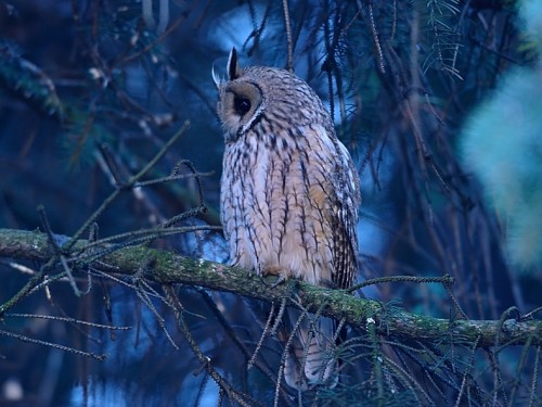 Uszatka (ang. Long-eared Owl, łac. Asio otus) - 1347- Fotografia Przyrodnicza - WlodekSmardz.pl