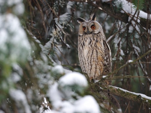 Uszatka (ang. Long-eared Owl, łac. Asio otus) - 1611- Fotografia Przyrodnicza - WlodekSmardz.pl