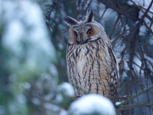 Uszatka (ang. Long-eared Owl, łac. Asio otus) - 1639- Fotografia Przyrodnicza - WlodekSmardz.pl