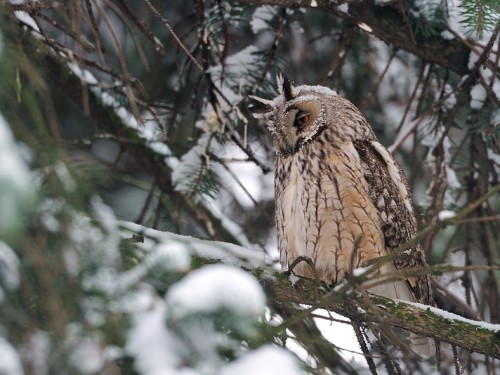 Uszatka (ang. Long-eared Owl, łac. Asio otus) - 1713- Fotografia Przyrodnicza - WlodekSmardz.pl