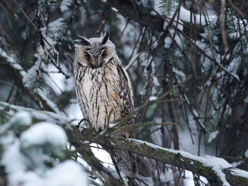 Uszatka (ang. Long-eared Owl, łac. Asio otus) - 1772- Fotografia Przyrodnicza - WlodekSmardz.pl