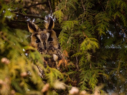 Uszatka (ang. Long-eared Owl, łac. Asio otus) - 2651- Fotografia Przyrodnicza - WlodekSmardz.pl