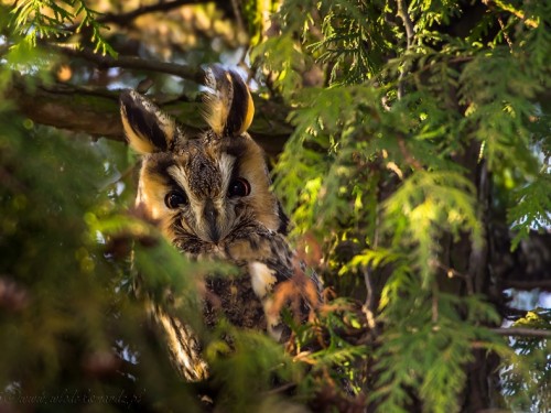 Uszatka (ang. Long-eared Owl, łac. Asio otus) - 2668- Fotografia Przyrodnicza - WlodekSmardz.pl