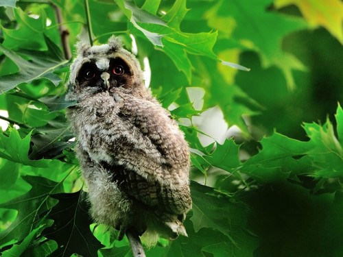 Uszatka (ang. Long-eared Owl, łac. Asio otus) - 4857- Fotografia Przyrodnicza - WlodekSmardz.pl