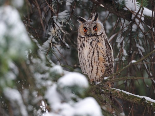 Uszatka (ang. Long-eared Owl, łac. Asio otus) - 1591- Fotografia Przyrodnicza - WlodekSmardz.pl