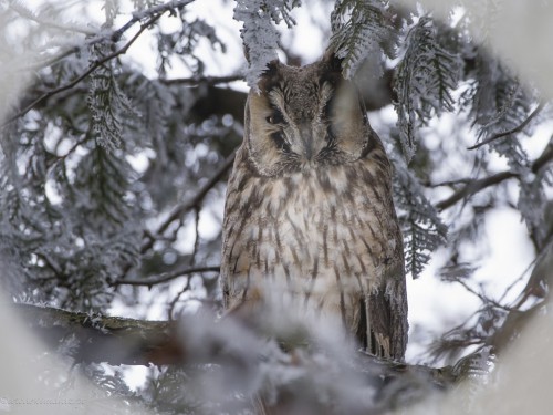 Uszatka (ang. Long-eared Owl, łac. Asio otus) - 1859 - Fotografia Przyrodnicza - WlodekSmardz.pl