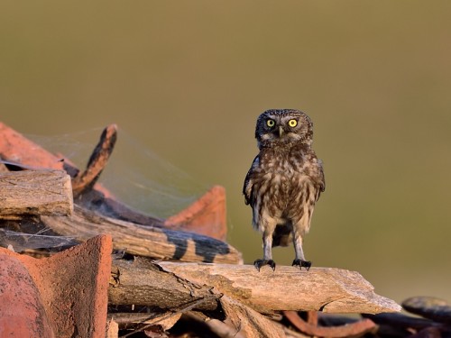 Pójdźka (ang. Little Owl, łac. Athene noctua) - 4823- Fotografia Przyrodnicza - WlodekSmardz.pl