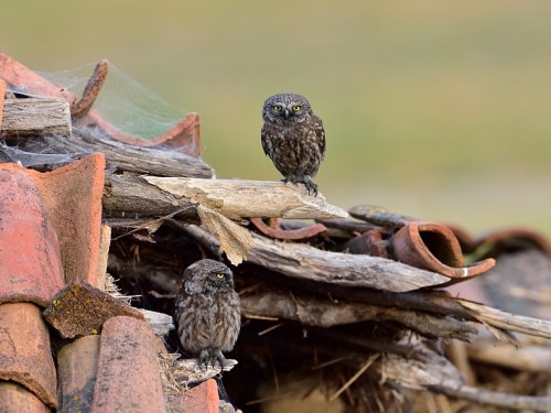 Pójdźka (ang. Little Owl, łac. Athene noctua) - 4970- Fotografia Przyrodnicza - WlodekSmardz.pl