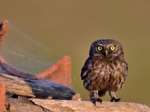 Pójdźka (ang. Little Owl, łac. Athene noctua) - 4825- Fotografia Przyrodnicza - WlodekSmardz.pl