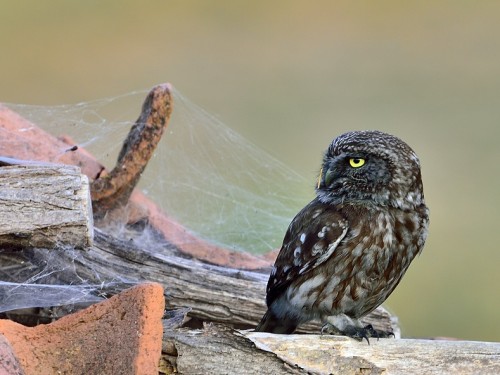 Pójdźka (ang. Little Owl, łac. Athene noctua) - 4888- Fotografia Przyrodnicza - WlodekSmardz.pl