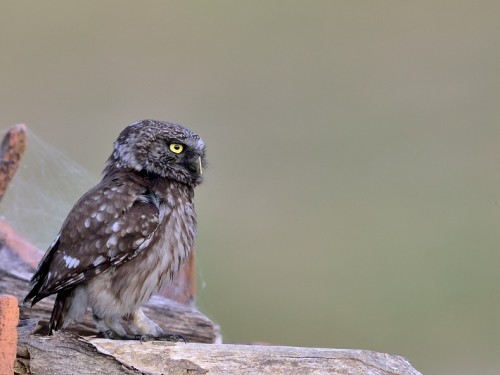 Pójdźka (ang. Little Owl, łac. Athene noctua) - 4940- Fotografia Przyrodnicza - WlodekSmardz.pl