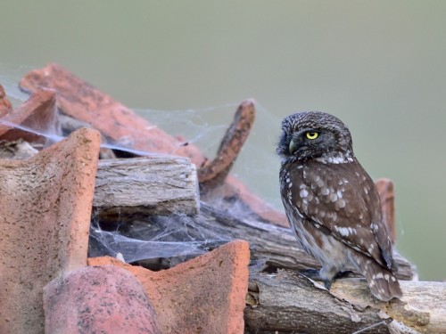 Pójdźka (ang. Little Owl, łac. Athene noctua) - 5006- Fotografia Przyrodnicza - WlodekSmardz.pl
