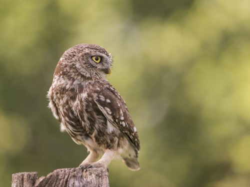 Pójdźka (ang. Little Owl, łac. Athene noctua) - 6726- Fotografia Przyrodnicza - WlodekSmardz.pl