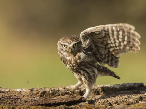 Pójdźka (ang. Little Owl, łac. Athene noctua) - 6815- Fotografia Przyrodnicza - WlodekSmardz.pl