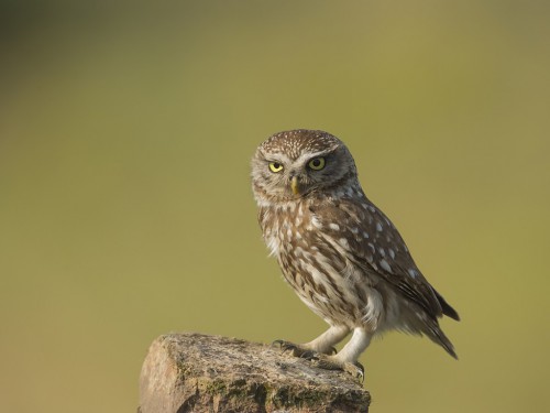 Pójdźka (ang. Little Owl, łac. Athene noctua) - 6895- Fotografia Przyrodnicza - WlodekSmardz.pl