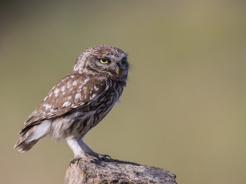 Pójdźka (ang. Little Owl, łac. Athene noctua) - 6979- Fotografia Przyrodnicza - WlodekSmardz.pl