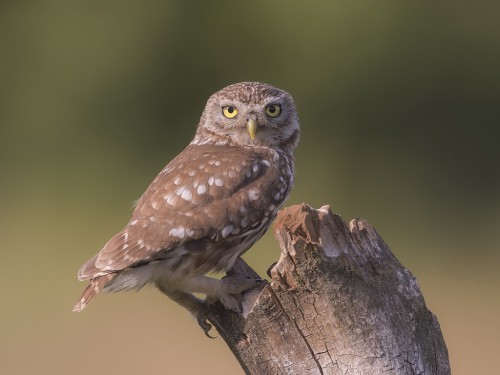 Pójdźka (ang. Little Owl, łac. Athene noctua) - 7016- Fotografia Przyrodnicza - WlodekSmardz.pl