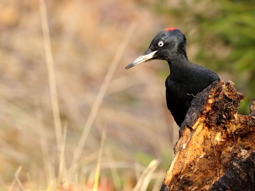 Dzięcioł czarny (ang. Black Woodpecker, łac. Dryocopus martius) - 4708- Fotografia Przyrodnicza - WlodekSmardz.pl