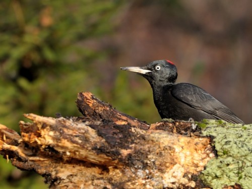 Dzięcioł czarny (ang. Black Woodpecker, łac. Dryocopus martius) - 4814- Fotografia Przyrodnicza - WlodekSmardz.pl