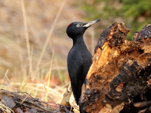 Dzięcioł czarny (ang. Black Woodpecker, łac. Dryocopus martius) - 4725- Fotografia Przyrodnicza - WlodekSmardz.pl