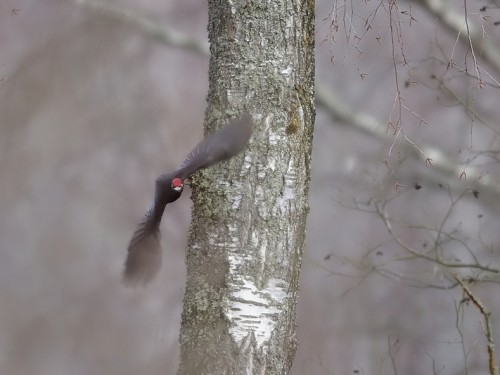 Dzięcioł czarny (ang. Black Woodpecker, łac. Dryocopus martius) - 6202- Fotografia Przyrodnicza - WlodekSmardz.pl