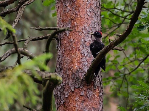 Dzięcioł czarny (ang. Black Woodpecker, łac. Dryocopus martius) - 4566- Fotografia Przyrodnicza - WlodekSmardz.pl