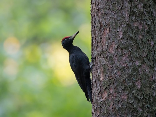 Dzięcioł czarny (ang. Black Woodpecker, łac. Dryocopus martius) - 5401- Fotografia Przyrodnicza - WlodekSmardz.pl