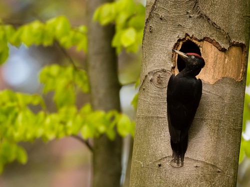 Dzięcioł czarny (ang. Black Woodpecker, łac. Dryocopus martius) - 7991 - Fotografia Przyrodnicza - WlodekSmardz.pl