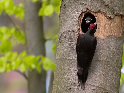 Dzięcioł czarny (ang. Black Woodpecker, łac. Dryocopus martius) - 7980 - Fotografia Przyrodnicza - WlodekSmardz.pl