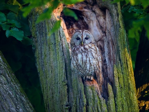 Puszczyk (ang. Tawny Owl, łac. Strix aluco) - 7489- Fotografia Przyrodnicza - WlodekSmardz.pl