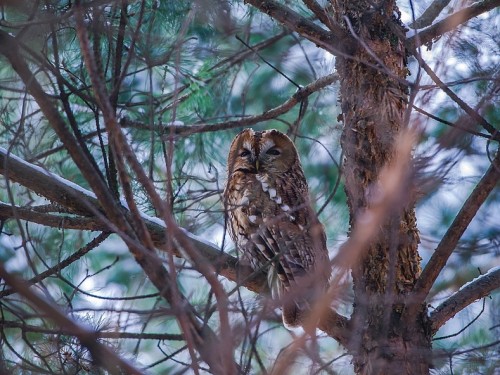 Puszczyk (ang. Tawny Owl, łac. Strix aluco) - 2833- Fotografia Przyrodnicza - WlodekSmardz.pl