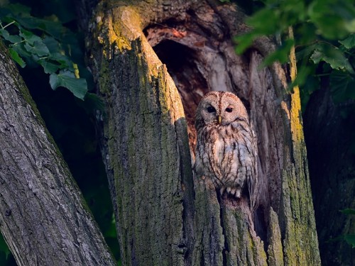 Puszczyk (ang. Tawny Owl, łac. Strix aluco) - 7519- Fotografia Przyrodnicza - WlodekSmardz.pl