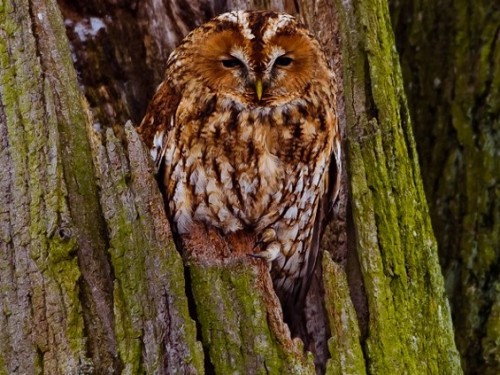 Puszczyk (ang. Tawny Owl, łac. Strix aluco) - 3046- Fotografia Przyrodnicza - WlodekSmardz.pl