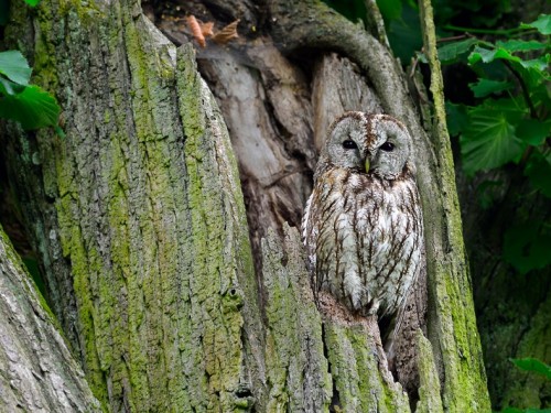 Puszczyk (ang. Tawny Owl, łac. Strix aluco) - 6852- Fotografia Przyrodnicza - WlodekSmardz.pl