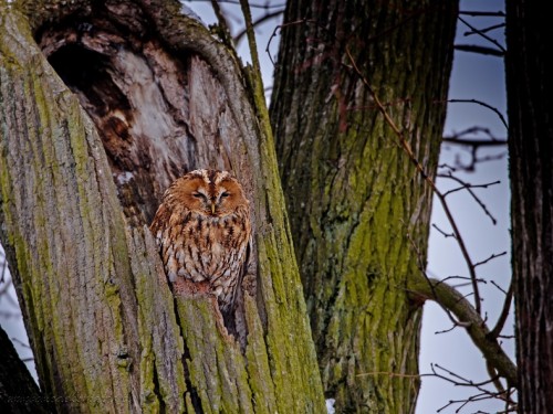 Puszczyk (ang. Tawny Owl, łac. Strix aluco) - 3043- Fotografia Przyrodnicza - WlodekSmardz.pl