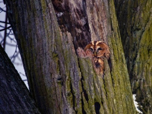 Puszczyk (ang. Tawny Owl, łac. Strix aluco) - 3002- Fotografia Przyrodnicza - WlodekSmardz.pl