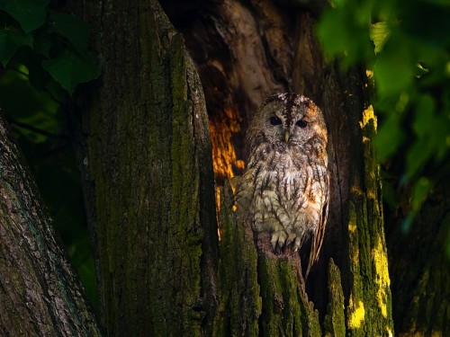 Puszczyk (ang. Tawny Owl, łac. Strix aluco) - 4452- Fotografia Przyrodnicza - WlodekSmardz.pl