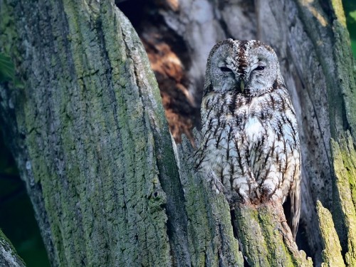 Puszczyk (ang. Tawny Owl, łac. Strix aluco) - 6939- Fotografia Przyrodnicza - WlodekSmardz.pl