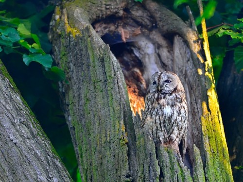 Puszczyk (ang. Tawny Owl, łac. Strix aluco) - 6986- Fotografia Przyrodnicza - WlodekSmardz.pl
